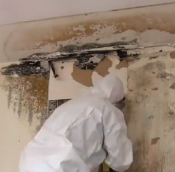 What You Need to Know About Mold Remediation and Removal